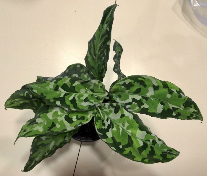 Mi hija me envió esto para mi cumpleaños: Aglaonema tripictum tricolor