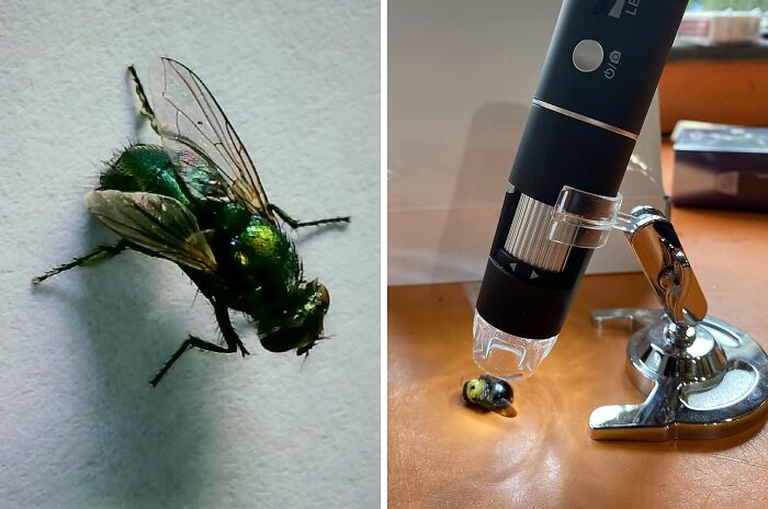  Wireless Digital Microscope: Explore The Microscopic World With Your Smartphone.