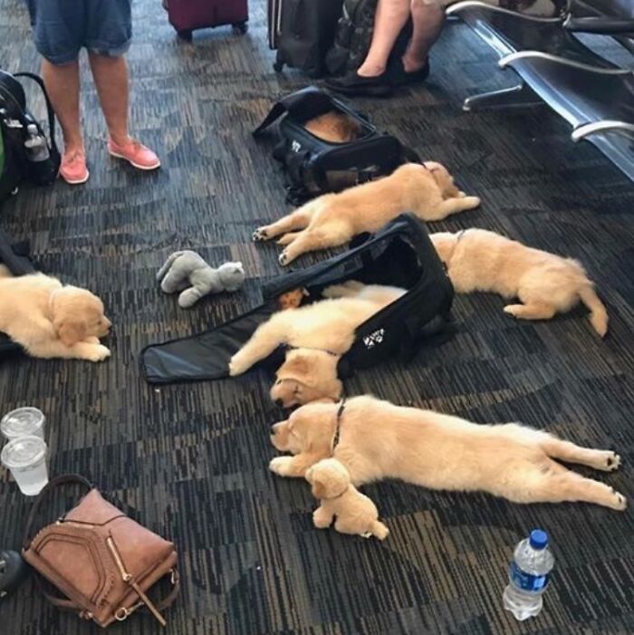 The Best Thing To Happen In An Airport, Ever