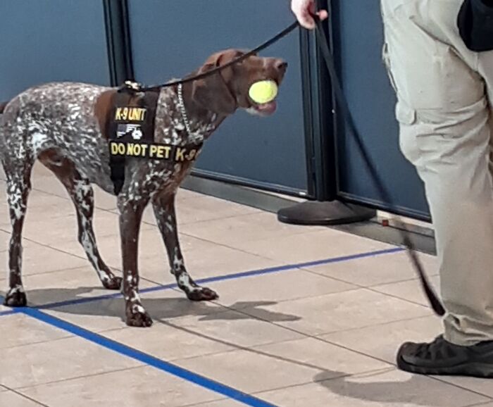 Este perro de seguridad "confiscó" una pelota de la maleta de alguien y no quiso devolverla