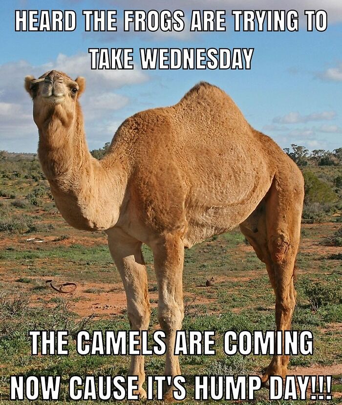 A camel standing in a desert landscape with the text, "HEARD THE FROGS ARE TRYING TO TAKE WEDNESDAY" at the top, and "THE CAMELS ARE COMING NOW CAUSE IT'S HUMP DAY!!!" at the bottom.