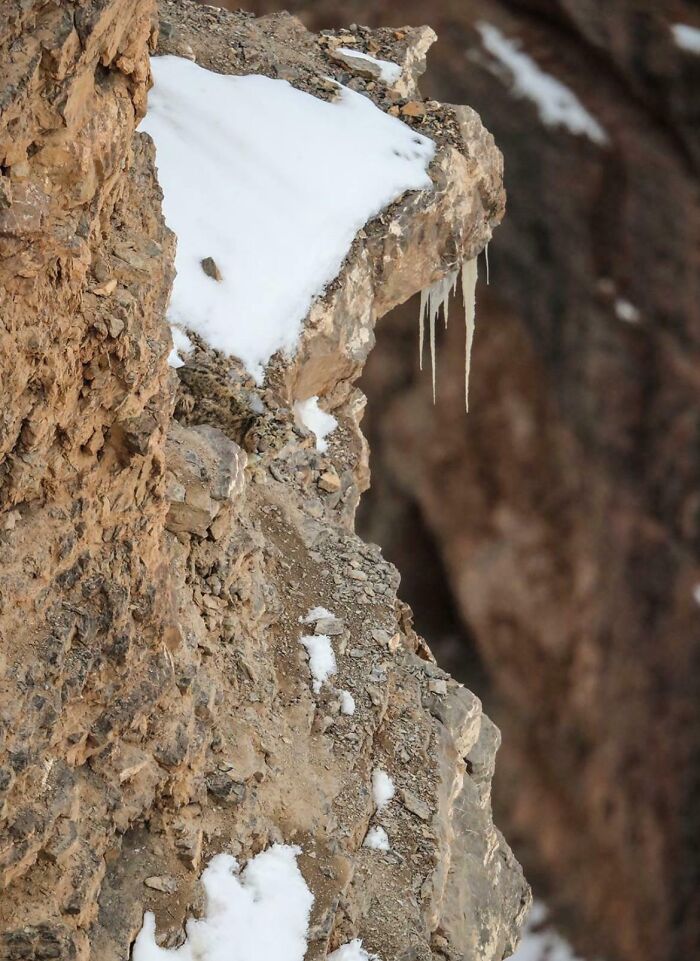 Hay un leopardo de las nieves mirándote