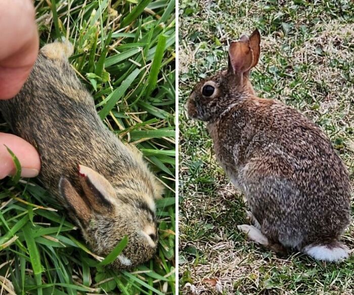 I Clipped A Baby Bunny's Ear With My Mower 2 Years Ago. Same Bunny Spotted Today