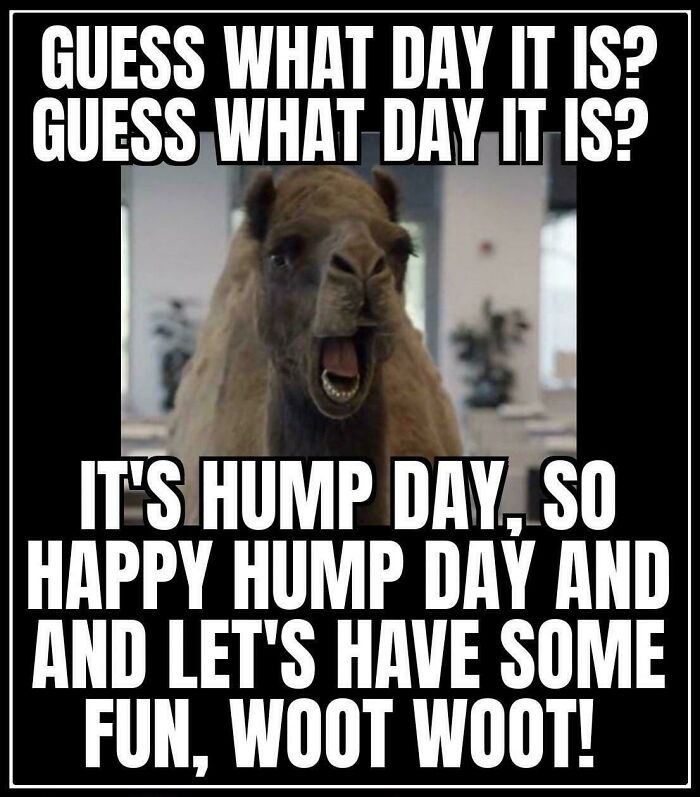 A photo of a camel with its mouth open, looking excited, in an office setting. The text at the top reads, "GUESS WHAT DAY IT IS? GUESS WHAT DAY IT IS?" and the text at the bottom reads, "IT'S HUMP DAY, SO HAPPY HUMP DAY AND LET'S HAVE SOME FUN, WOOT WOOT!"