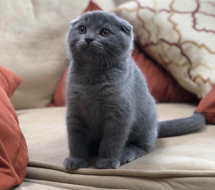 Fortie, The Cutest Scottish Fold Ever