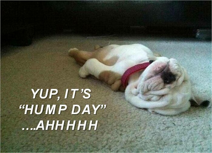 A bulldog lies on its back on a carpet, looking relaxed and content. The text on the image says, "YUP, IT'S 'HUMP DAY'...AHHHHH."