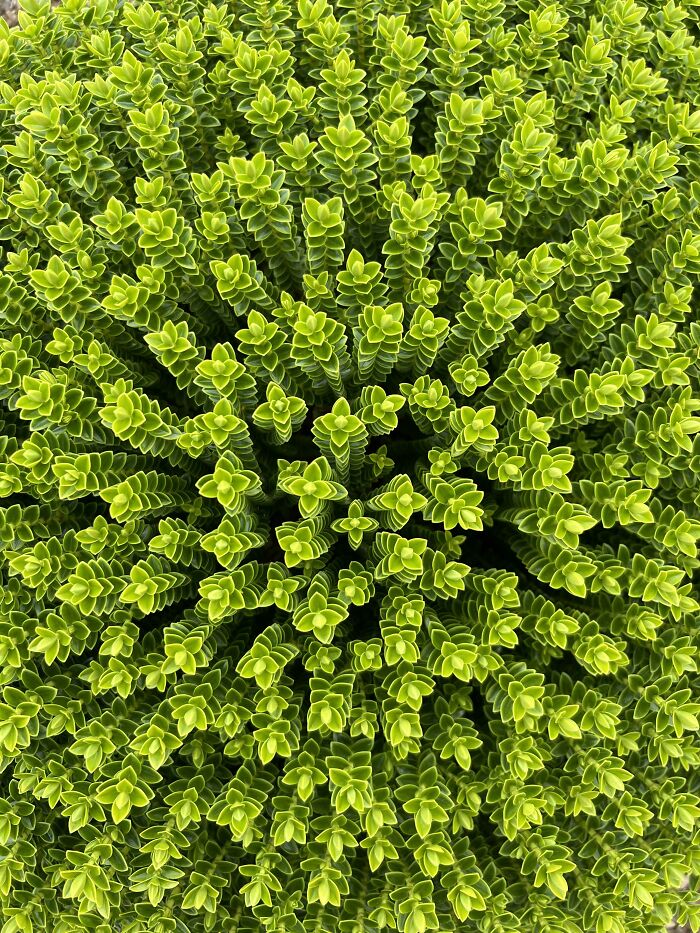 Parece que estás haciendo zoom sobre la planta