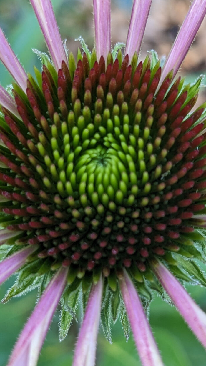 The Inside Of A Blooming Purple Cone Flower