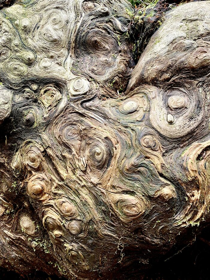 The Patterns On This Tree Burl