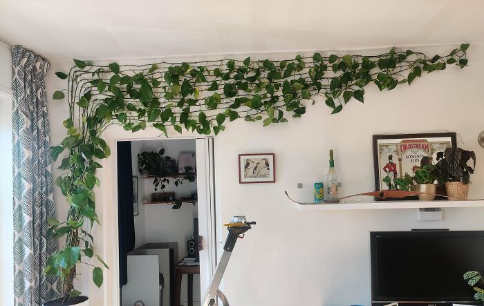 My 5-Year-Old Pothos Plant