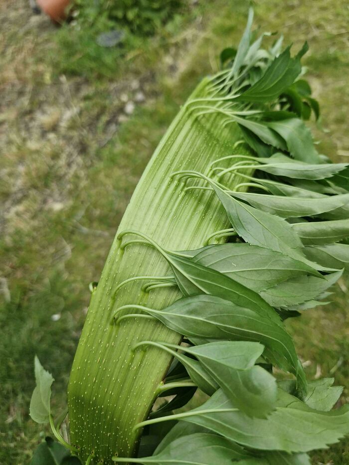 A esta planta le ha salido una hoja/rama mutante