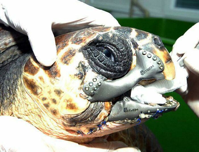 Una tortuga boba sufrió un accidente con un bote y perdió la mayor parte de su pico inferior. Los científicos le dieron un nuevo pico de titanio impreso en 3D. Se ve muy genial. Ahora es una tortuga cyborg