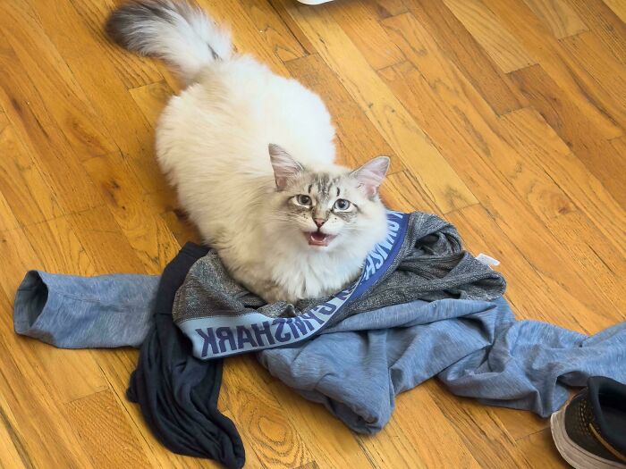 Whenever I Get Home From The Gym, Boimler Immediately Makes A Beeline For My Dirty Workout Clothes, Nestles In, And Starts Yelling At Me