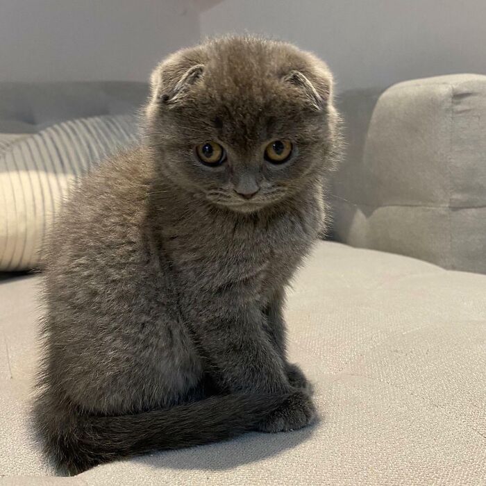 My Scottish Fold Is Probably The Cutest One Ever. I Melt Every Day