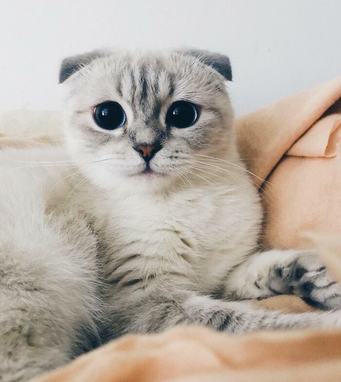 I Keep Getting Mistaken For Taylor Swift’s Cat! How Dare You I’m So Much Cuter (Lola, Scottish Fold)