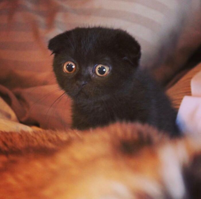 My Painfully Adorable Scottish Fold, Beans. I Can’t Handle This Picture Of Him From 3 Years Ago