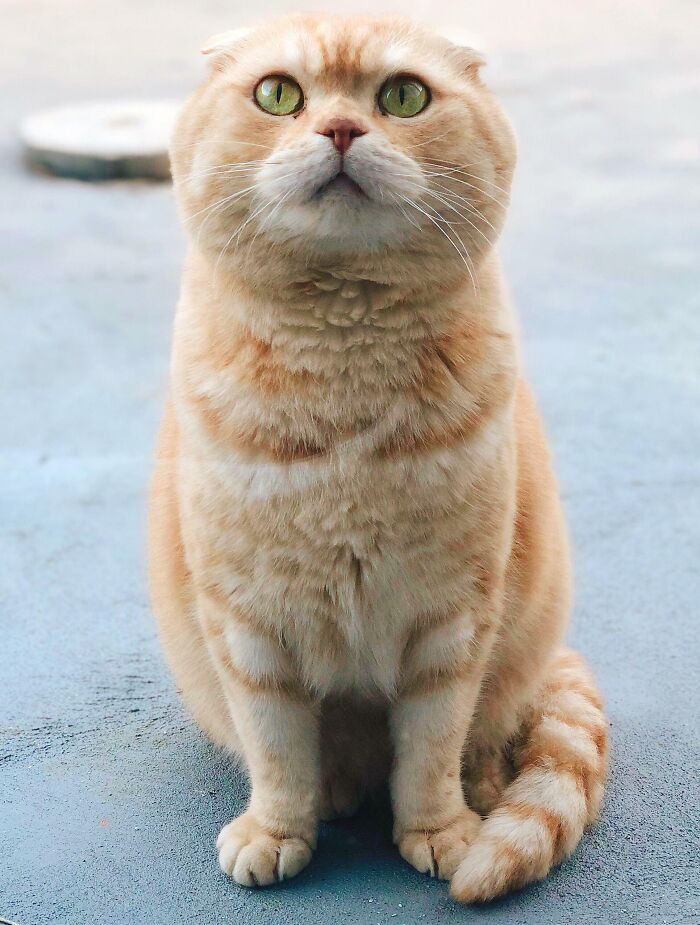 He's Always Been There For Me, On The Bad Days And The Good Ones. This Is Pumpkin, My Old Loving Scottish Fold