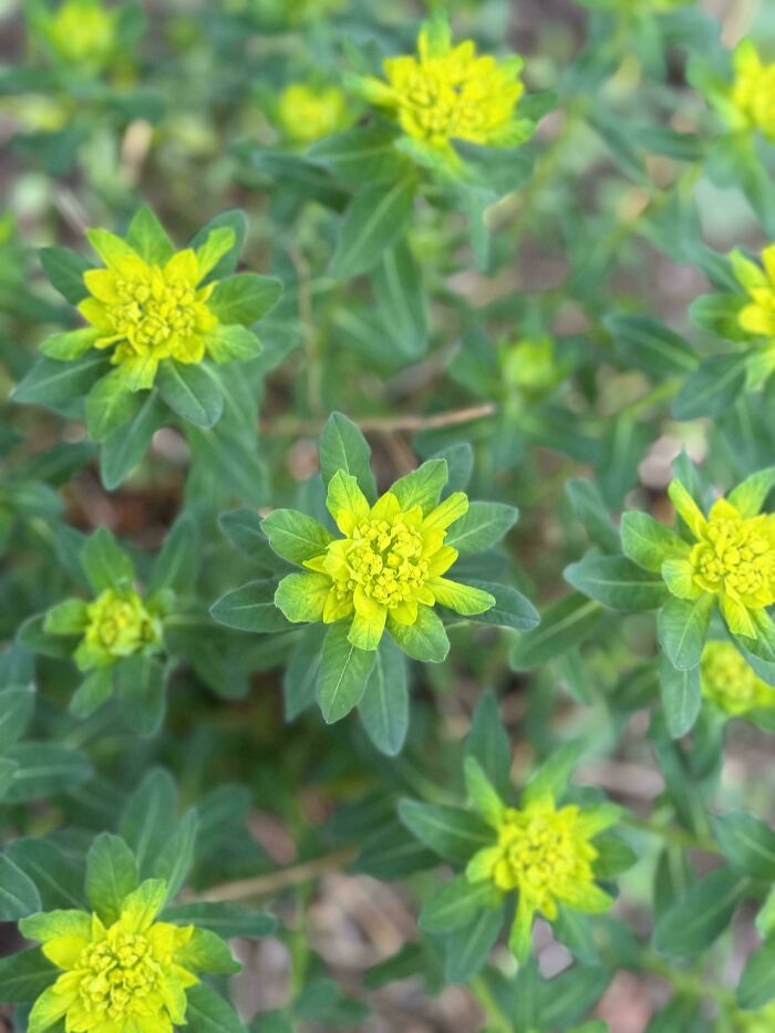 These Flowers Look Like They Were Spray-Painted