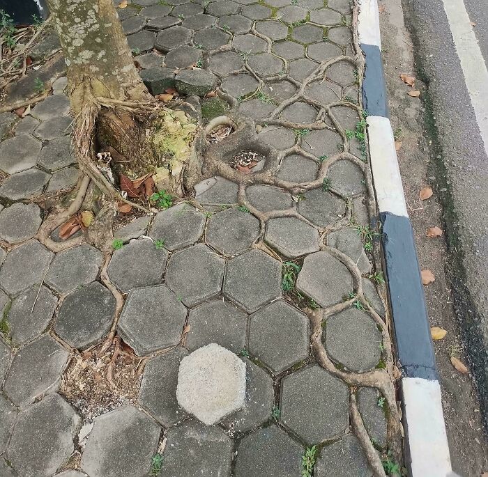 Tree Roots Growing Into Hexagonal Tiles