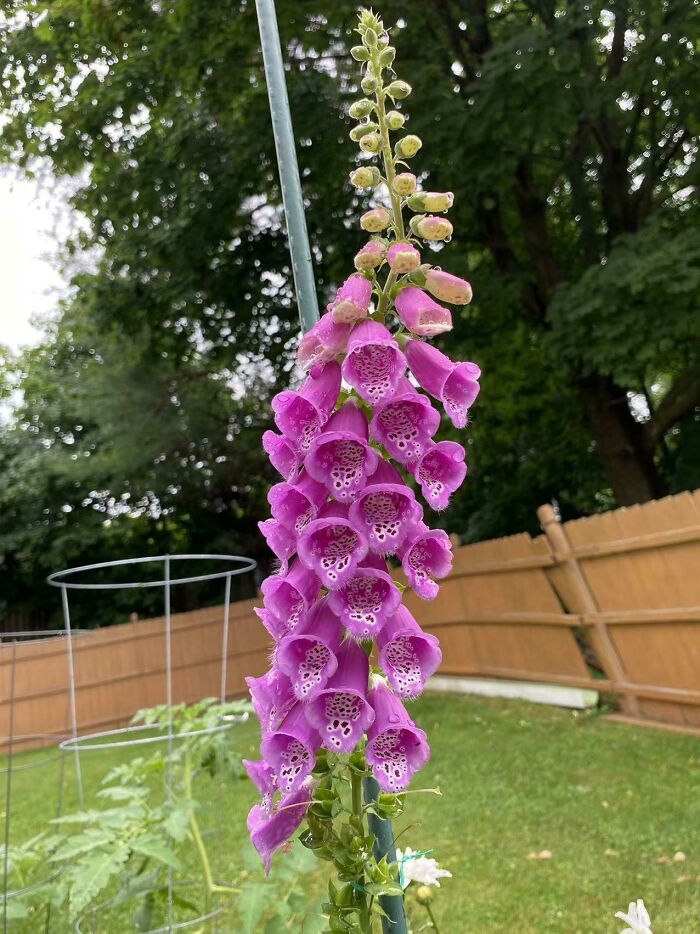 My Mother Recently Sent Me A Photo Of This Flower That She Saw In A Friend’s Garden, But Neither Of Them Knows What It Is