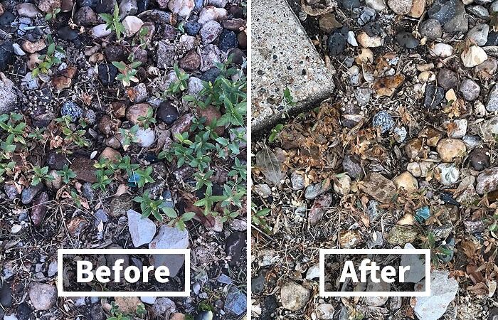 Pesky Weeds Invading Your Flower Beds? Not On Ortho Groundclear's Watch!