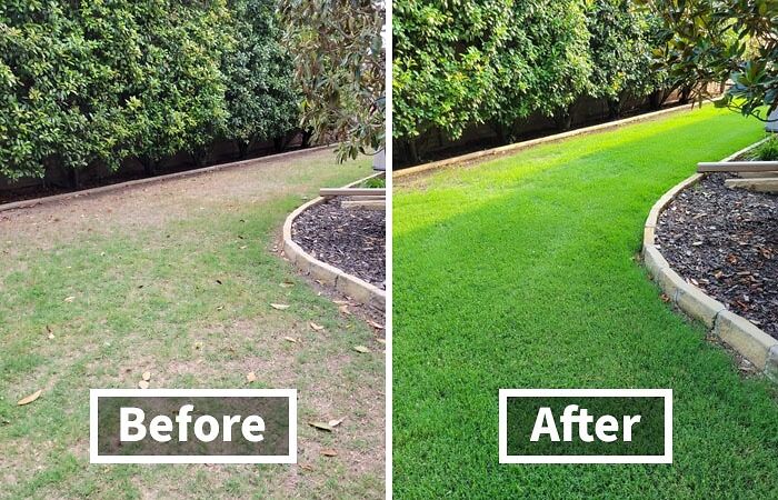 Protect Your Lawn From Unsightly Diseases And Keep It Looking Lush And Healthy With The Scotts Diseaseex Lawn Fungicide, Available At A Discounted Price During Prime Day