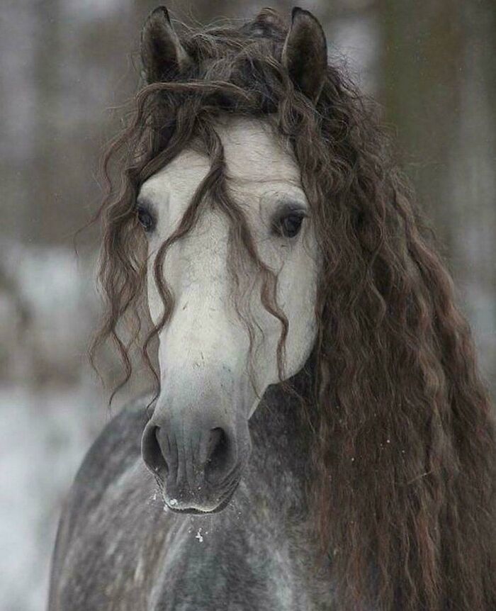 The Beauty Of An Andalusian Horse, Amazing!