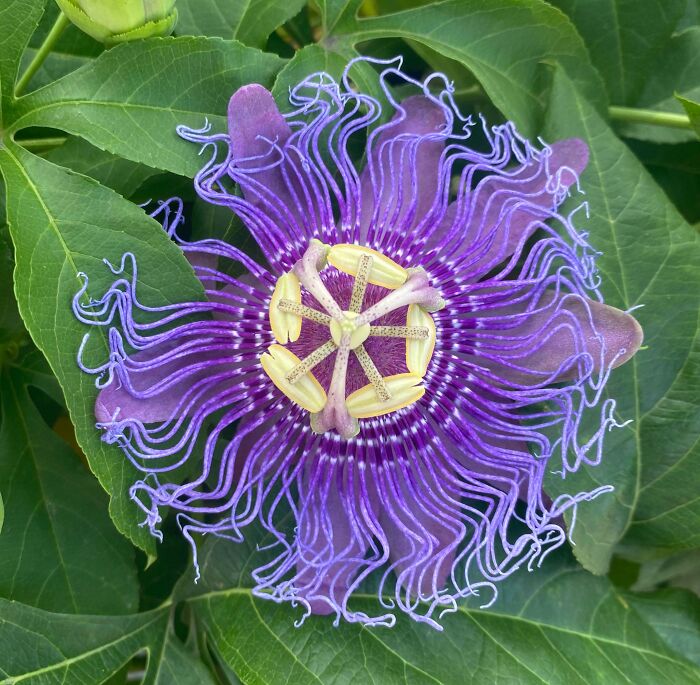 I Saw This Beautiful Flower On A Morning Walk