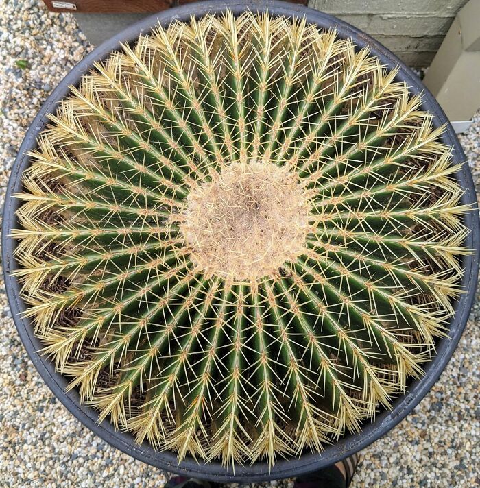 Top View Of My Barrel Cactus