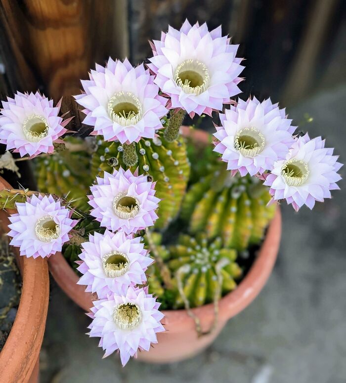 Mi cactus más viejo ha florecido