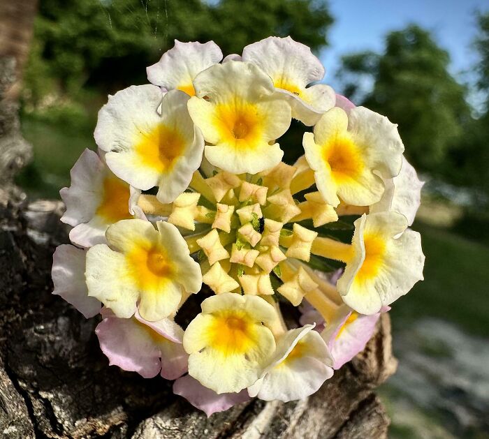 Lantana