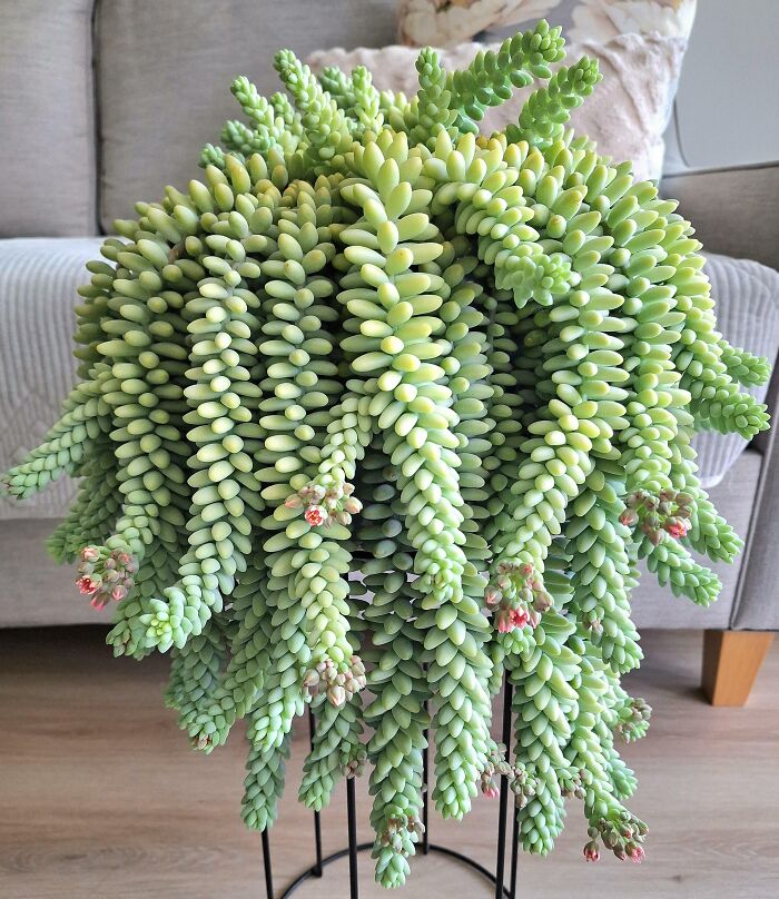 My Burro's-Tail Is Flowering