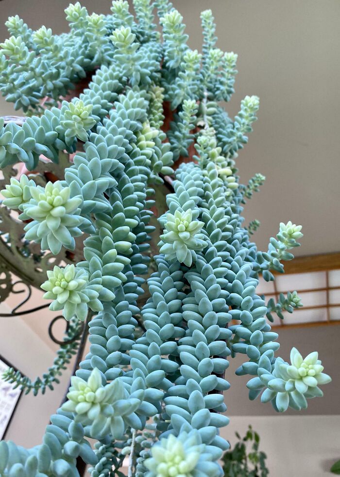 Here’s My Best Plant - A Burro's-Tail