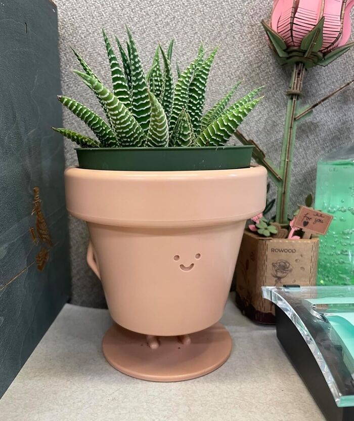 This Cute Plant Pot Is So Adorable, Your Succulents Will Be Begging To Move In