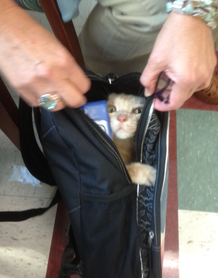 My Friend's Mom Is An Elementary School Teacher. One Of Her Students Told Her That He Brought His Cat To School, But She Didn't Believe Him Until He Opened His Backpack