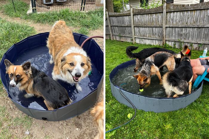 Your Dog Will Be The Coolest Canine On The Block With This Foldable Dog Swimming Pool In The Backyard