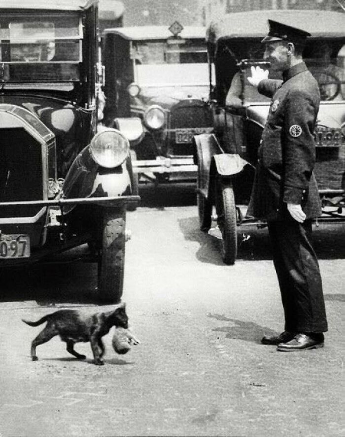 Un policía detiene el tráfico en Nueva York para que una gata que sostiene a su gatito pueda cruzar con seguridad, 1925