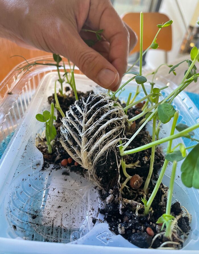 The Roots Of These Sprouts Grew In The Shape Of A Leaf