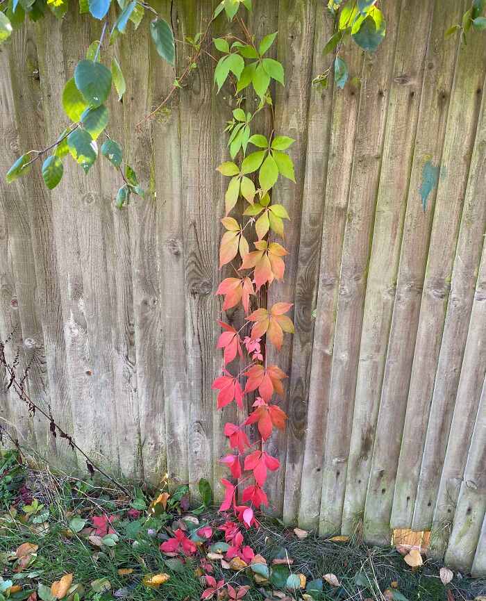 The Gradient On This Plant