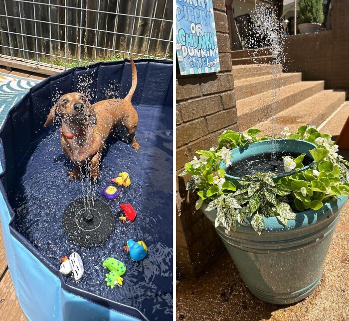 The Solar Bird Bath Fountain Pump Brings All The Birds To The Yard