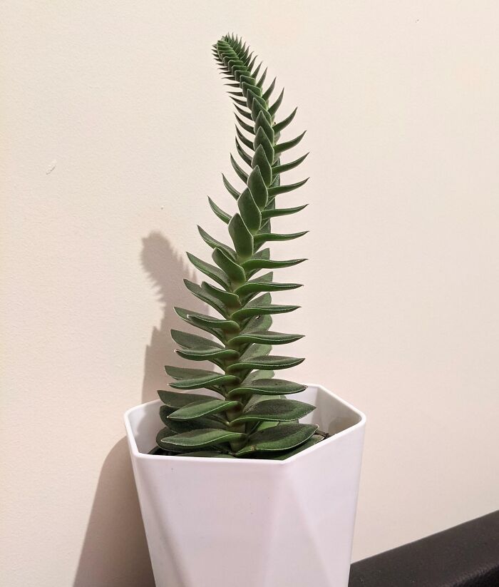 I Told Her She Could Be Anything, So She Became A Spinal Column. Follow Your Anatomical Leggy-Plant Dreams, Little Crassula