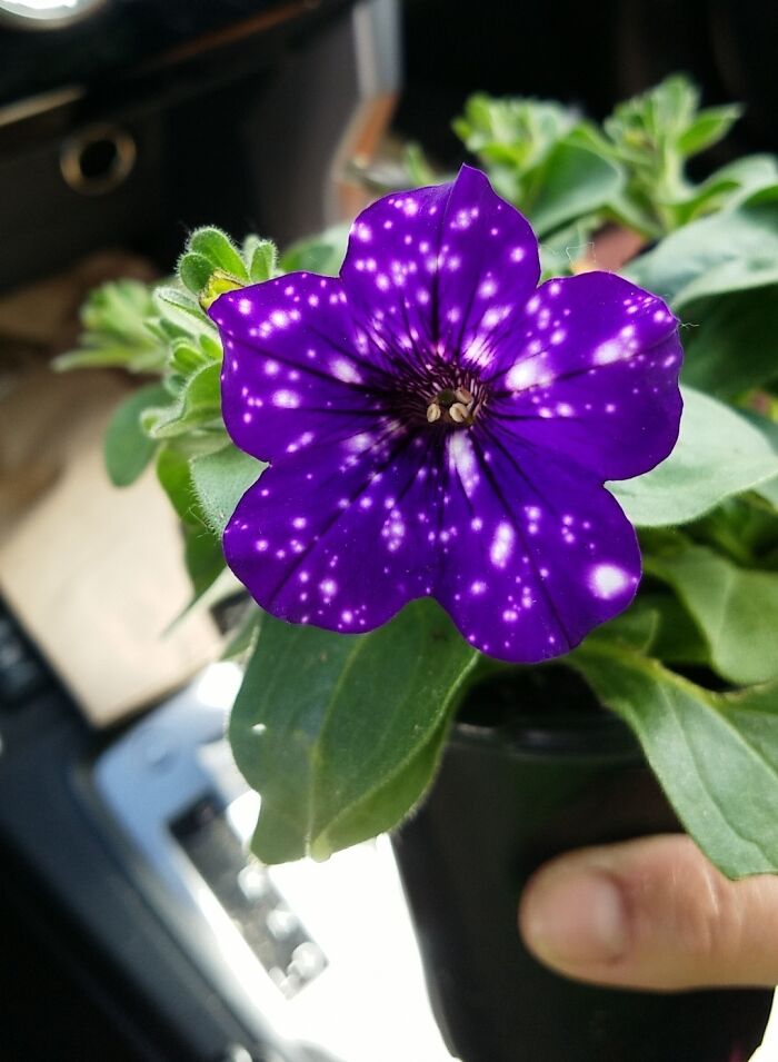 This Flower My Mom Bought Looks Like It Was Photoshopped