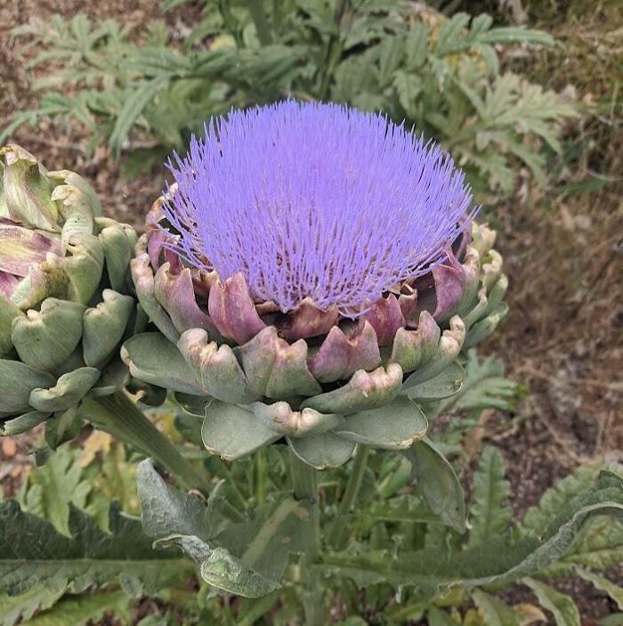 Así es una alcachofa si la dejas florecer