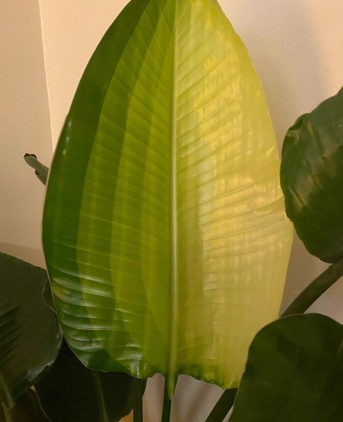 New Leaf Unfurled With An Insane Color Block Gradient. Never Seen This Before