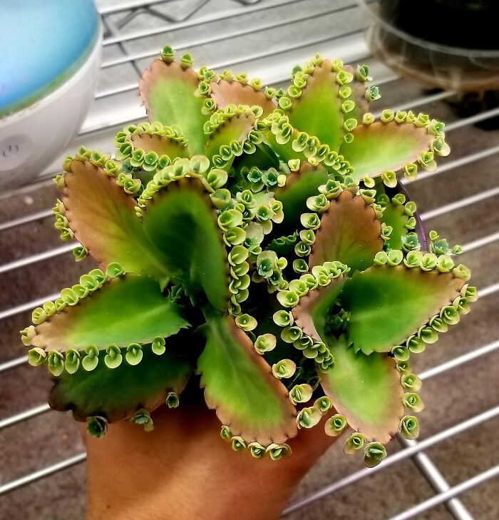 I've Never Been A Fan Until I Was Given Some Pups To Plant. My Grown Up Kalanchoe - Mother Of Thousands Has Definitely Made Me A Fan