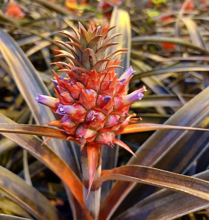 This Is What Pineapples Look Like When They're Flowering