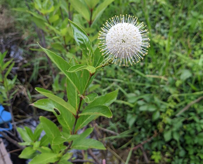 Esta flor parece el covid