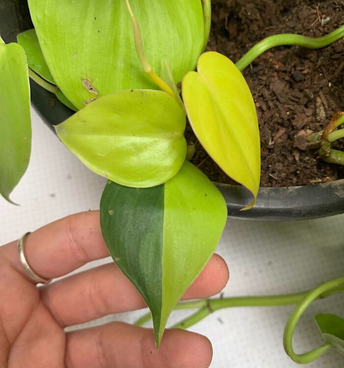 This Perfect Double-Colored Leaf On My Plant