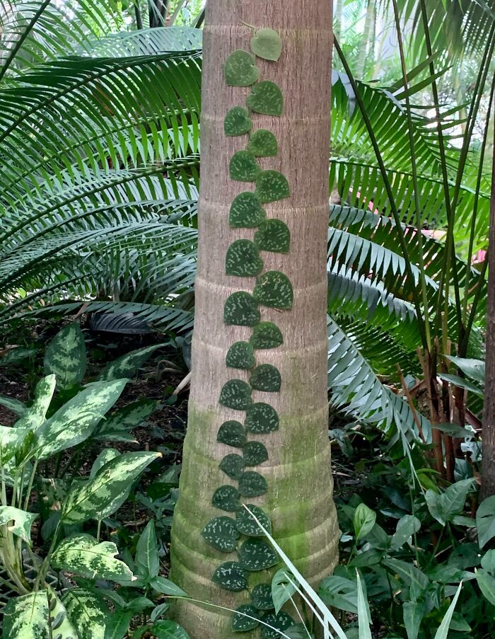 Planta creciendo por el tronco de una palmera