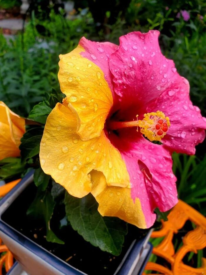 This Hibiscus Is Supposed To Be Yellow With Pink Centers But This Was The First One That Bloomed! Never Seen That Before